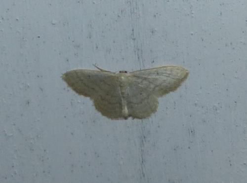 Réf. 315 565 : Idaea subsericeata
